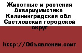 Животные и растения Аквариумистика. Калининградская обл.,Светловский городской округ 